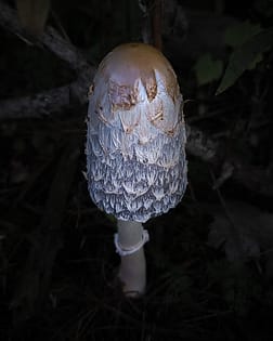 shaggy mane mushroom