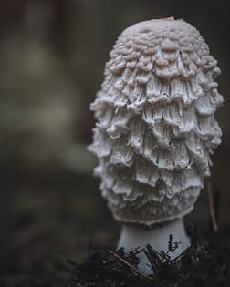 shaggy mane mushroom