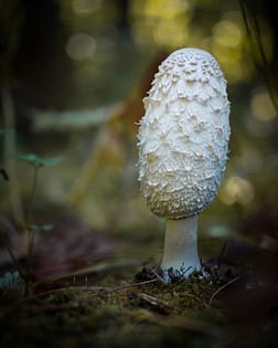 shaggy mane mushroom