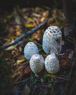 shaggy mane mushroom