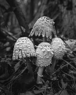shaggy mane mushroom