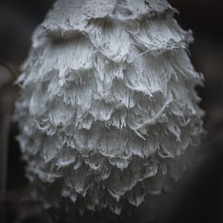 shaggy mane mushroom