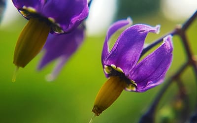 Macro Photography