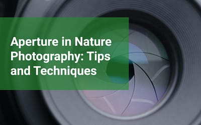 Aperture in Nature Photography: Tips and Techniques